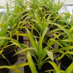Juka previsnutá (Yucca recurvifolia) ´BANANA SPLIT´ - výška 10-20 cm, kont. C2L (-20 °C)